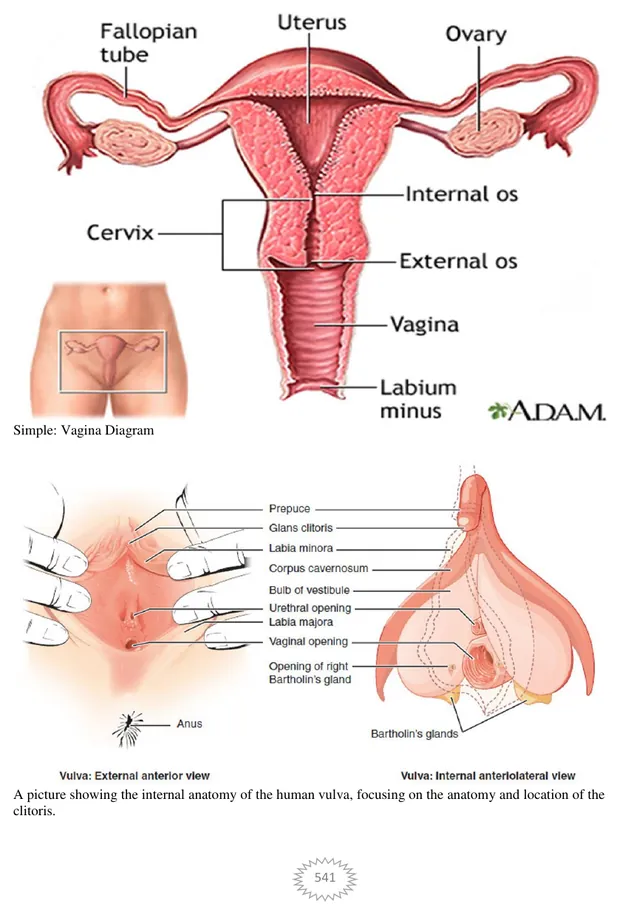 Female reproductive anatomy, Volume II page 541