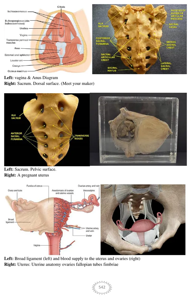 Pelvis, birth canal, and pelvic floor, Volume II page 542