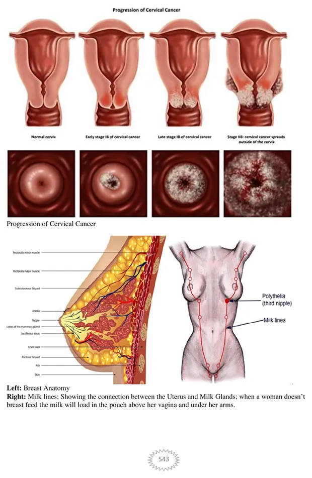 Cervical and breast anatomy, Volume II page 543