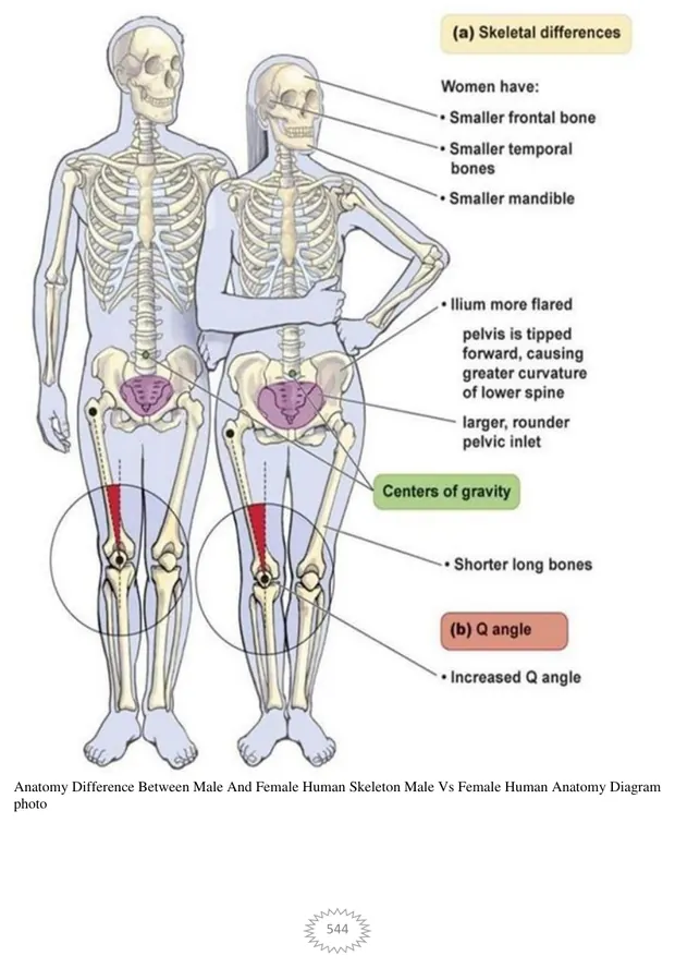 Female and male skeletal differences, Volume II page 544