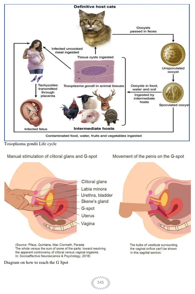 Toxoplasma life cycle and G-spot diagram, Volume II page 545